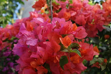 Load image into Gallery viewer, 4” Pot of ROSENKA Live Well Rooted Bougainvillea STARTER plant
