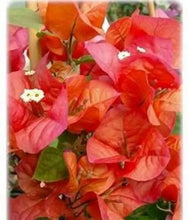 Load image into Gallery viewer, 4” Pot of ROSENKA Live Well Rooted Bougainvillea STARTER plant
