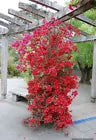 Load image into Gallery viewer, 4” Pot of SAN DIEGO RED  Live Well Rooted Bougainvillea STARTER plant
