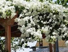 Load image into Gallery viewer, 4” Pot of KEYWEST WHITE  Live Well Rooted Bougainvillea STARTER plant
