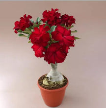 Load image into Gallery viewer, 86 Adenium Obesum Grafted Plant  Desert Rose Plant *USA Seller*
