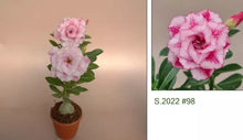 Load image into Gallery viewer, 98 Adenium Obesum Grafted Plant Desert Rose Plant *USA Seller*
