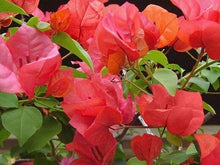 Load image into Gallery viewer, AFTERGLOW Live Well Rooted Bougainvillea STARTER plant
