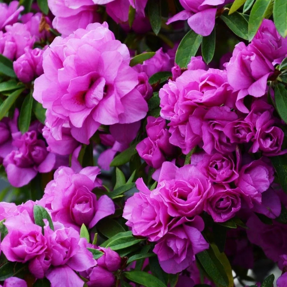 AMELIA ROSE   Azalea Rhododendron Deciduous SMALL ROOTED Starter Plant