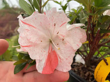 Load image into Gallery viewer, ASTRONAUT   Azalea/Rhododendron Deciduous Starter Plant  BI-COLOR STRIPED BLOOMS

