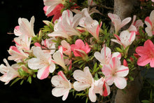 Load image into Gallery viewer, ASTRONAUT   Azalea/Rhododendron Deciduous Starter Plant  BI-COLOR STRIPED BLOOMS
