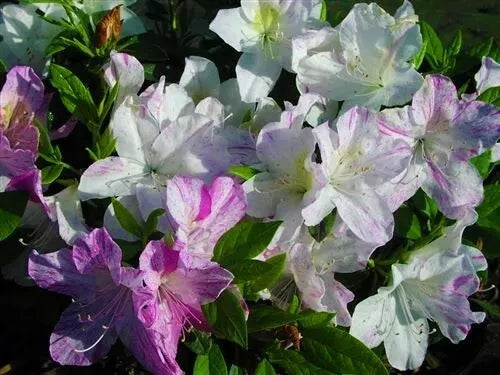 AUDREY MARIE   Azalea Rhododendron Starter Plant   WHITE WITH PURPLE STRIPES