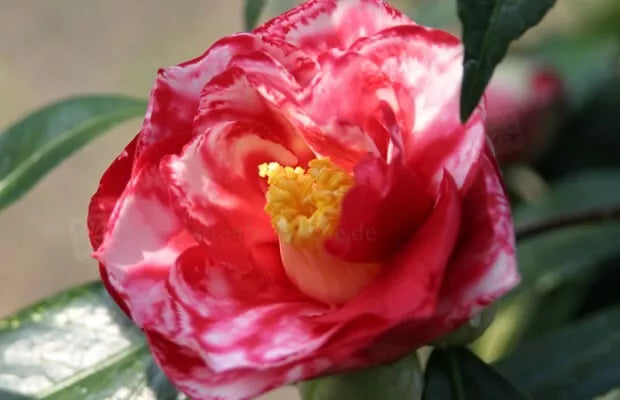 camellia japonica adolphe audusson Adolphe Audusson~~Unique Bloom Camellia Japonica-Live Starter Plant –  Hope's Flower Garden