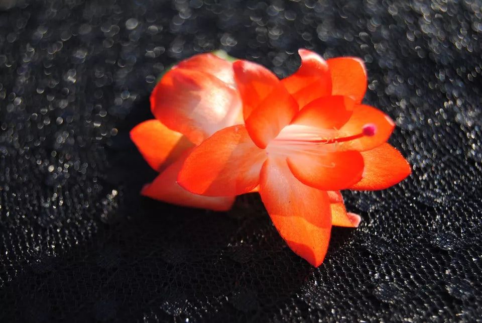 Amazon Brazil-Christmas Cactus/Thanksgiving Cactus-Schlumbergera Truncata Rooted STARTER Plant