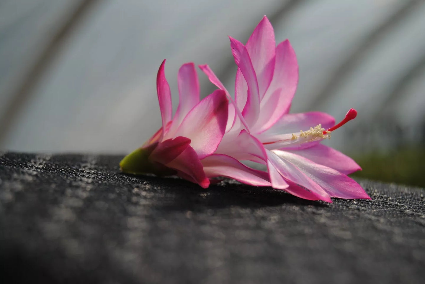 Angel Wings Cactus/Thanksgiving Cactus Schlumbergera Truncata Rooted STARTER Plant