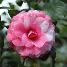 Load image into Gallery viewer, Apollo 14~~Unique Bloom Camellia Japonica-Live Starter Plant

