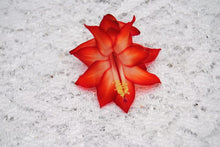 Load image into Gallery viewer, Ara Brazil-Christmas Cactus/Thanksgiving Cactus-SchlumbergeraTruncata Rooted STARTER Plant
