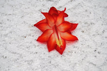Load image into Gallery viewer, 4" Ara Brazil Cactus/Thanksgiving Cactus Schlumbergera Truncata Rooted STARTER Pant
