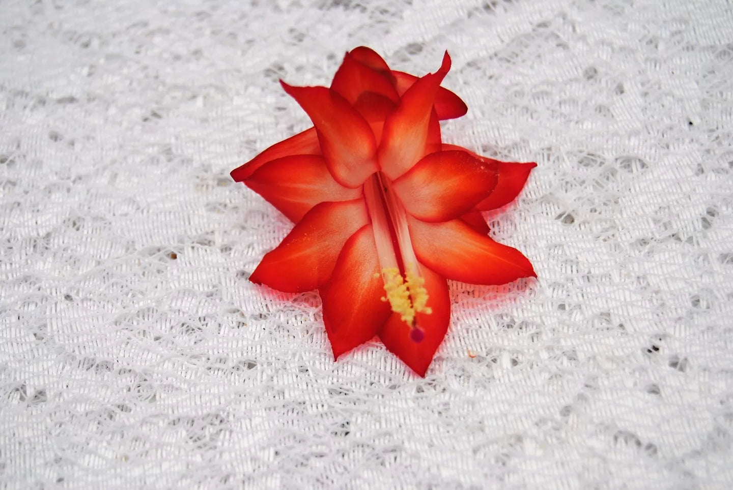 Ara Brazil-Christmas Cactus/Thanksgiving Cactus-SchlumbergeraTruncata Rooted STARTER Plant