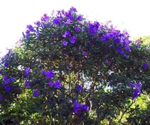 Load image into Gallery viewer, Athens Blue Princess Glory Bush Plant~~Tibouchina urvilleana~Small Starter Plant
