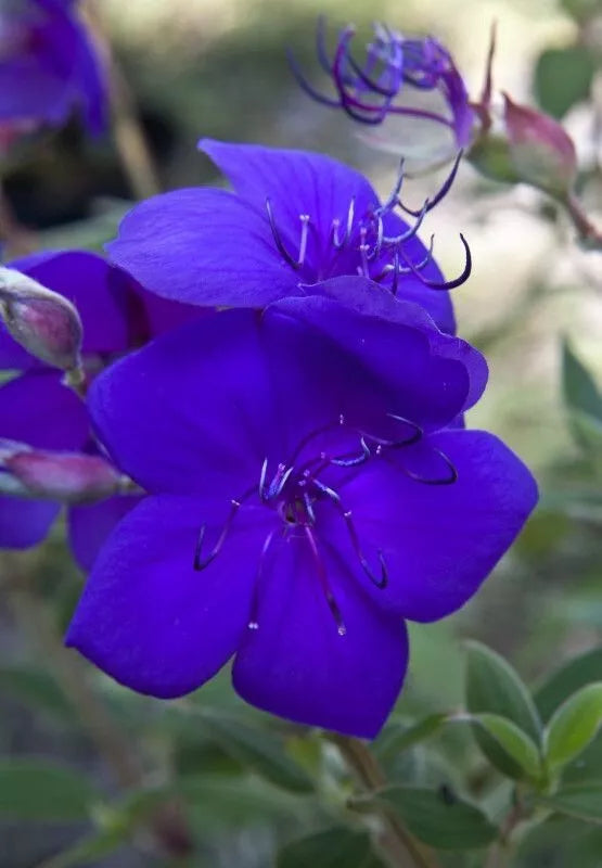 Athens Blue Princess Glory Bush Plant~~Tibouchina urvilleana~Small Starter Plant