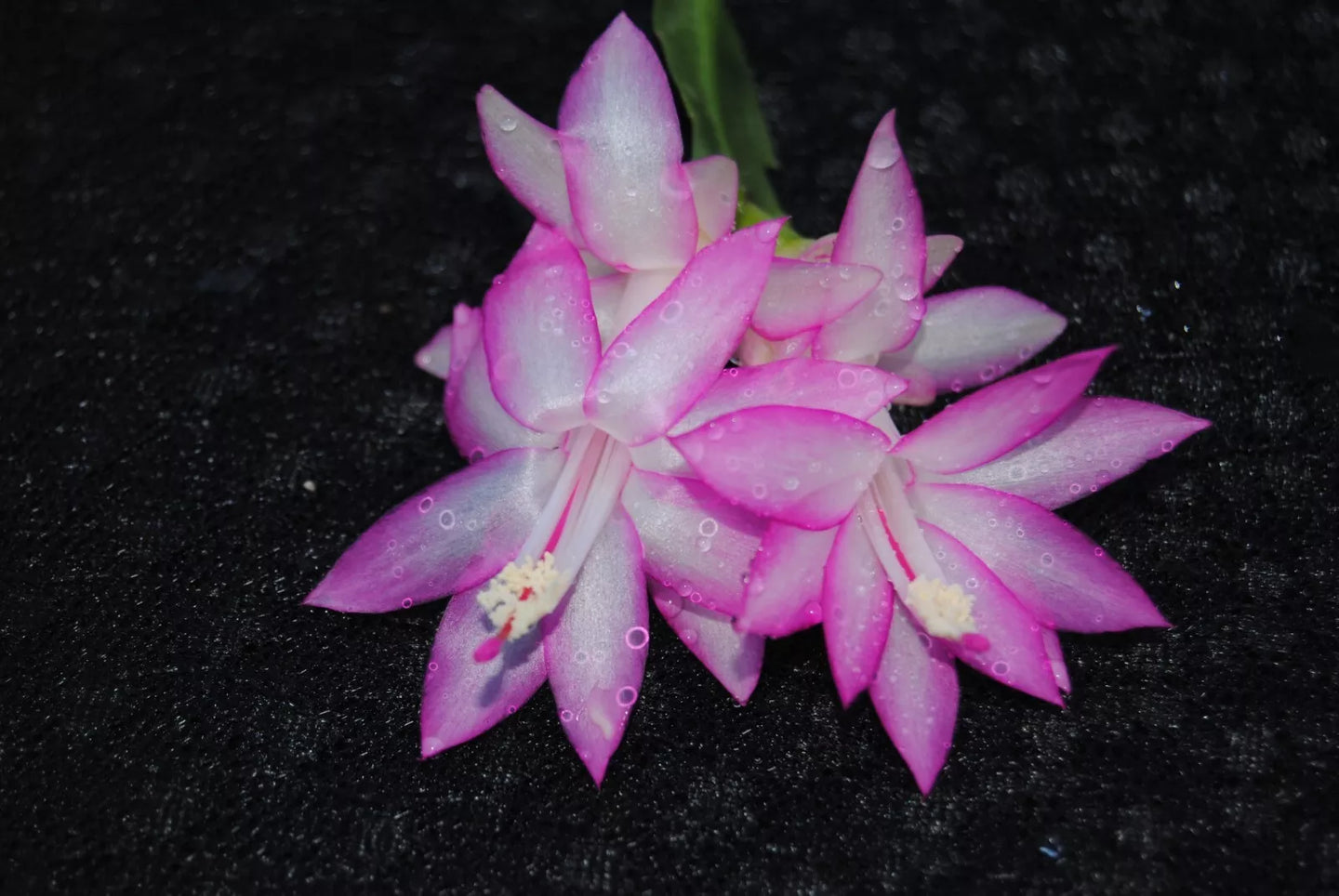 Aureal Cactus/Thanksgiving Cactus SchlumbergeraTruncata Rooted STARTER Plant