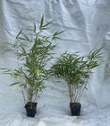 Load image into Gallery viewer, Rufa Bamboo-fargesia dracocephala-Rooted Plant-Non Invasive-Cold Hardy-18-24”
