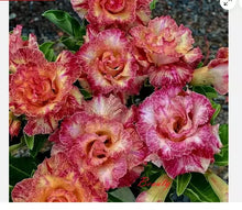 Load image into Gallery viewer, BEAUTY--Desert Rose Adenium Obesum SMALL Rooted Seedling Plant
