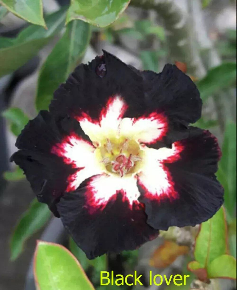 BLACK LOVER  Desert Rose Adenium Obesum SMALL Rooted Seedling Plant