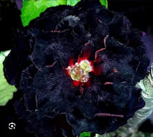 Load image into Gallery viewer, BLACK WIDOW~ Adenium Obesum Grafted Desert Rose Plant
