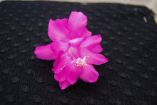 Load image into Gallery viewer, Barcellona Cactus/Thanksgiving Cactus Schlumbergera Truncata Rooted STARTER Plant
