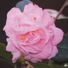 Load image into Gallery viewer, Bernice Beauty**Camellia Japonica-Live Starter Plant -Highly Variable Blooms!
