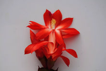 Load image into Gallery viewer, Boom Cactus/Thanksgiving Cactus SchlumbergeraTruncata Rooted STARTER Plant
