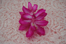 Load image into Gallery viewer, Bristol Beauty-Christmas Cactus/Thanksgiving Cactus-SchlumbergeraTruncata Rooted STARTER Plant
