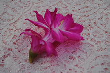 Load image into Gallery viewer, Bristol Beauty-Christmas Cactus/Thanksgiving Cactus-SchlumbergeraTruncata Rooted STARTER Plant
