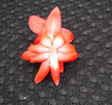 Load image into Gallery viewer, Bristol Flame-Christmas Cactus/Thanksgiving Cactus-Schlumbergera Truncata Rooted STARTER Plant
