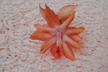 Load image into Gallery viewer, Butterfly Dusky Peach-Christmas Cactus/Thanksgiving Cactus-SchlumbergeraTruncata Rooted STARTER Plant
