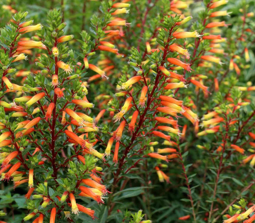 *CANDY CORN**Cuphea Melvilla Starter Plant**Attracts Hummingbirds & Butterflies