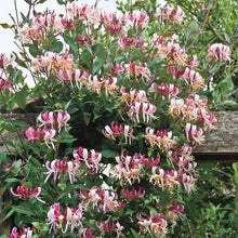 Load image into Gallery viewer, ~CANDY SWIRL~Lonicera Honeysuckle Vine~Rooted Starter Plant ~HUMMINGBIRD HEAVEN!

