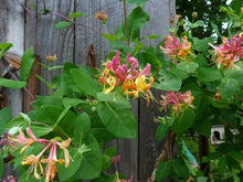 Load image into Gallery viewer, ~CANDY SWIRL~Lonicera Honeysuckle Vine~Rooted Starter Plant ~HUMMINGBIRD HEAVEN!

