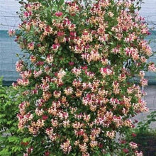 Load image into Gallery viewer, ~CANDY SWIRL~Lonicera Honeysuckle Vine~Rooted Starter Plant ~HUMMINGBIRD HEAVEN!
