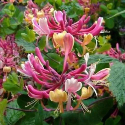 ~CANDY SWIRL~Lonicera Honeysuckle Vine~Rooted Starter Plant ~HUMMINGBIRD HEAVEN!