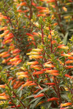 Load image into Gallery viewer, *CANDY CORN**Cuphea Melvilla Starter Plant**Attracts Hummingbirds &amp; Butterflies
