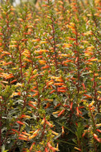 Load image into Gallery viewer, *CANDY CORN**Cuphea Melvilla Starter Plant**Attracts Hummingbirds &amp; Butterflies
