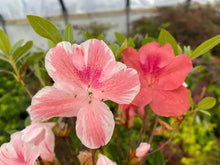 Load image into Gallery viewer, CAVENDISH  Azalea/Rhododendron Starter Plant MULTI COLOR PEACHY/PINK BLOOMS
