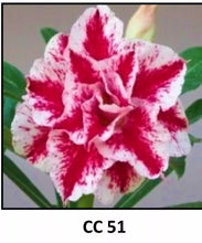 Load image into Gallery viewer, CC-51 Adenium Obesum Grafted Plant  Desert Rose Plant *USA Seller*
