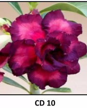 Load image into Gallery viewer, CD-10 Adenium Obesum Grafted Plant  Desert Rose Plant *USA Seller*
