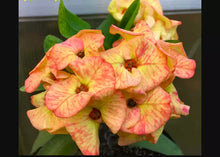 Load image into Gallery viewer, CHANDRA YELLOW**Crown Of Thorns-Euphorbia Milii*CHRIST PLANT* SMALL ROOTED STARTER PLANT
