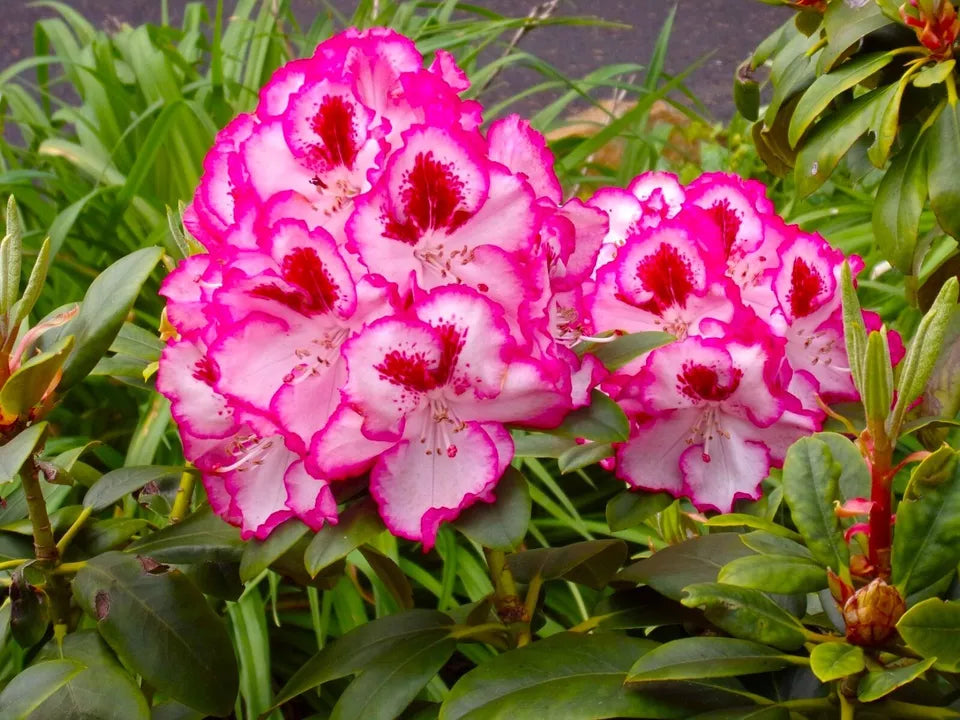 Cherry Cheesecake--Rhododendron~Rooted STARTER Plant  Hope's Flower Garden