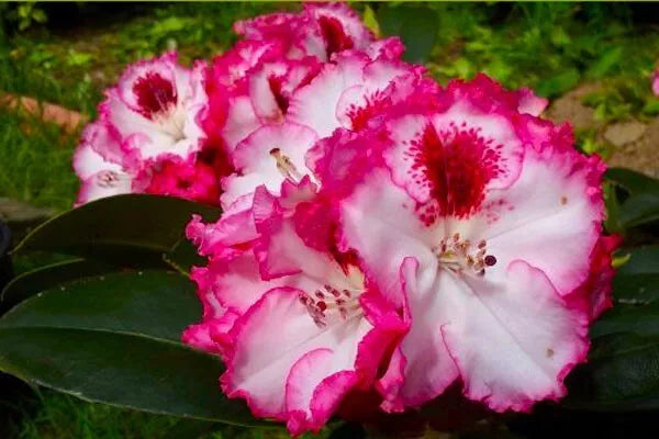 Cherry Cheesecake--Rhododendron~Rooted STARTER Plant