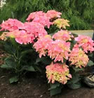 Load image into Gallery viewer, ~~CITYLINE VENICE~~Hydrangea Starter Plant~~DEEP BLUE, LIGHT PINK TO DEEP PINK~~
