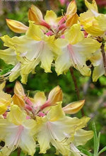 Load image into Gallery viewer, CLEAR CREEK  Aromi Azalea/Rhododendron Deciduous SMALL Starter Plant (DORMANT!)
