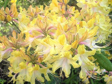 Load image into Gallery viewer, CLEAR CREEK  Aromi Azalea/Rhododendron Deciduous SMALL Starter Plant (DORMANT!)
