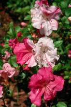Load image into Gallery viewer, CONVERSATION PIECE  Azalea/Rhododendron Starter Plant STUNNING MULTI COLOR BLOOMS
