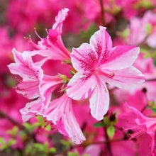 Load image into Gallery viewer, CONVERSATION PIECE  Azalea/Rhododendron Starter Plant STUNNING MULTI COLOR BLOOMS
